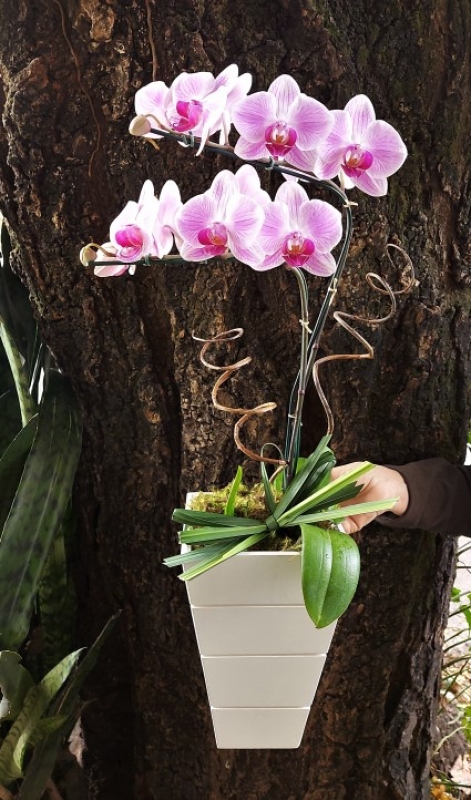 Orquídea no cachepô