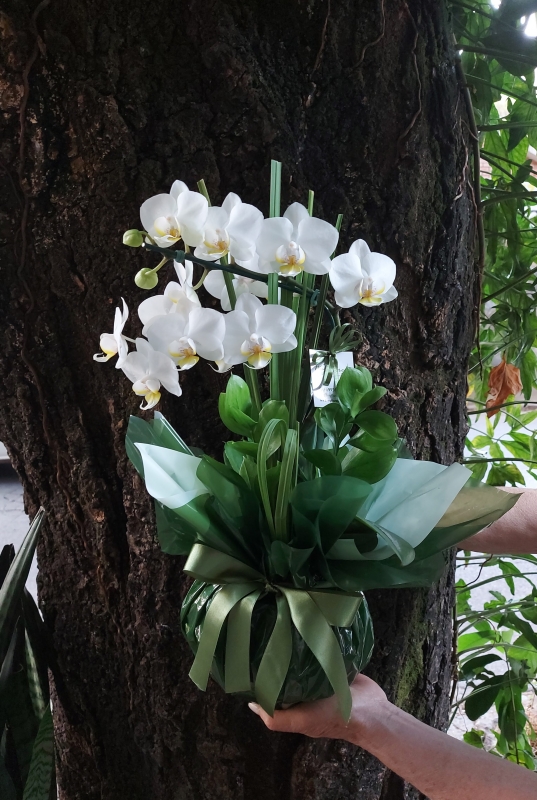 Orquídea mini, branca