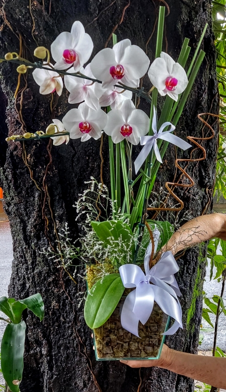 Orquídea Branca no vidro