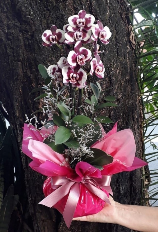 Mini orquidea mesclada