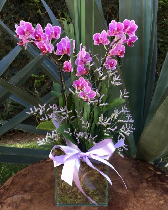 Orquí­dea mini no vidro